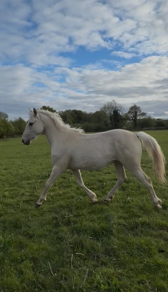 Palomino ISH Gelding - Image 1