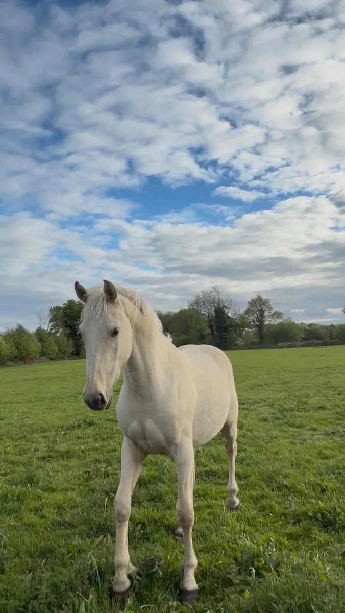 Palomino ISH Gelding - Image 2