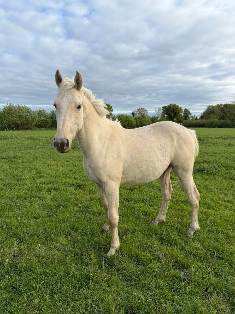 Palomino ISH Gelding - Image 4