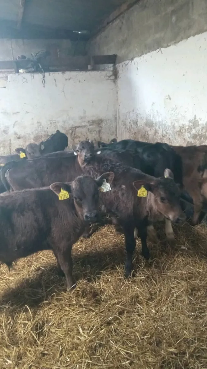 10 reared calves ready for GRASS - Image 1