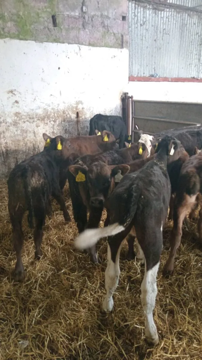 10 reared calves ready for GRASS - Image 2