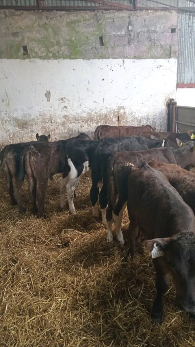 10 reared calves ready for GRASS - Image 3