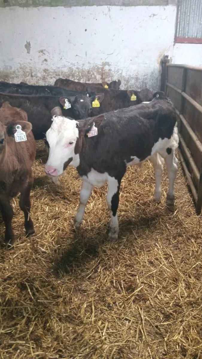 10 reared calves ready for GRASS - Image 4