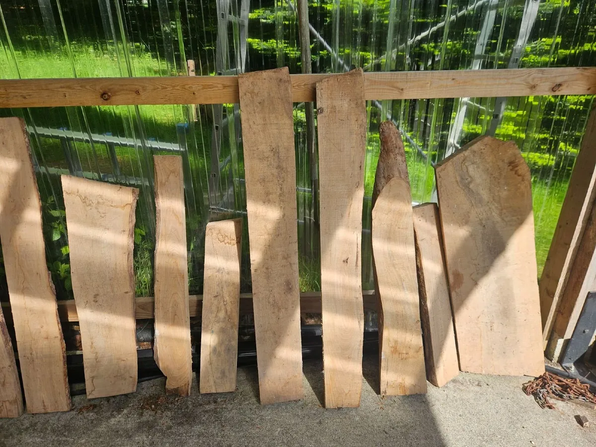 Elm timber lengths - Image 3