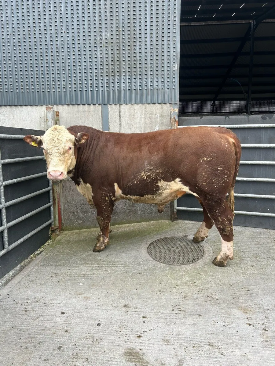 Pbr Hereford bulls - Image 1