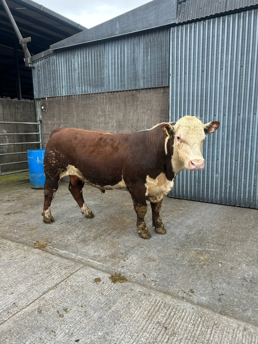 Pbr Hereford bulls - Image 2