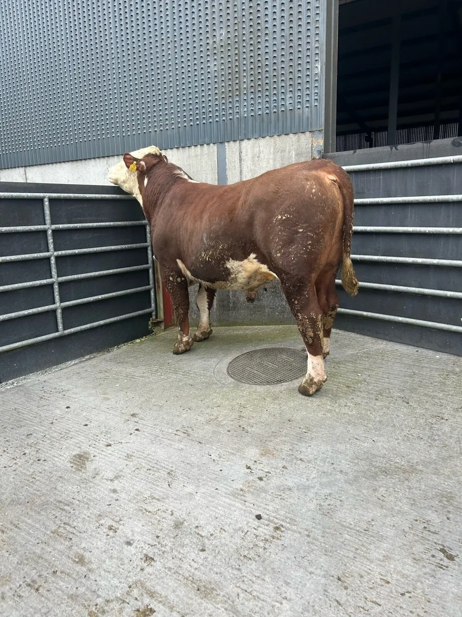 Pbr Hereford bulls - Image 3