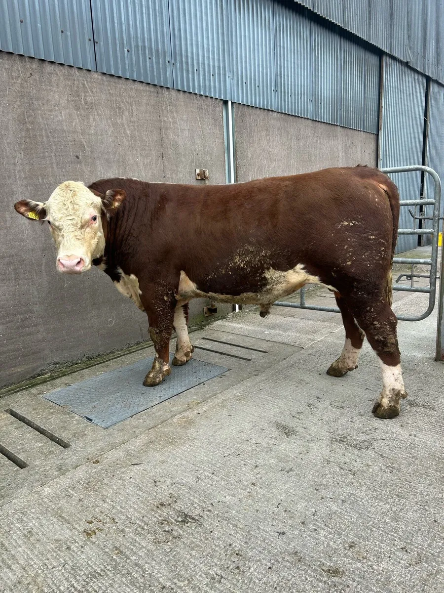 Pbr Hereford bulls - Image 4