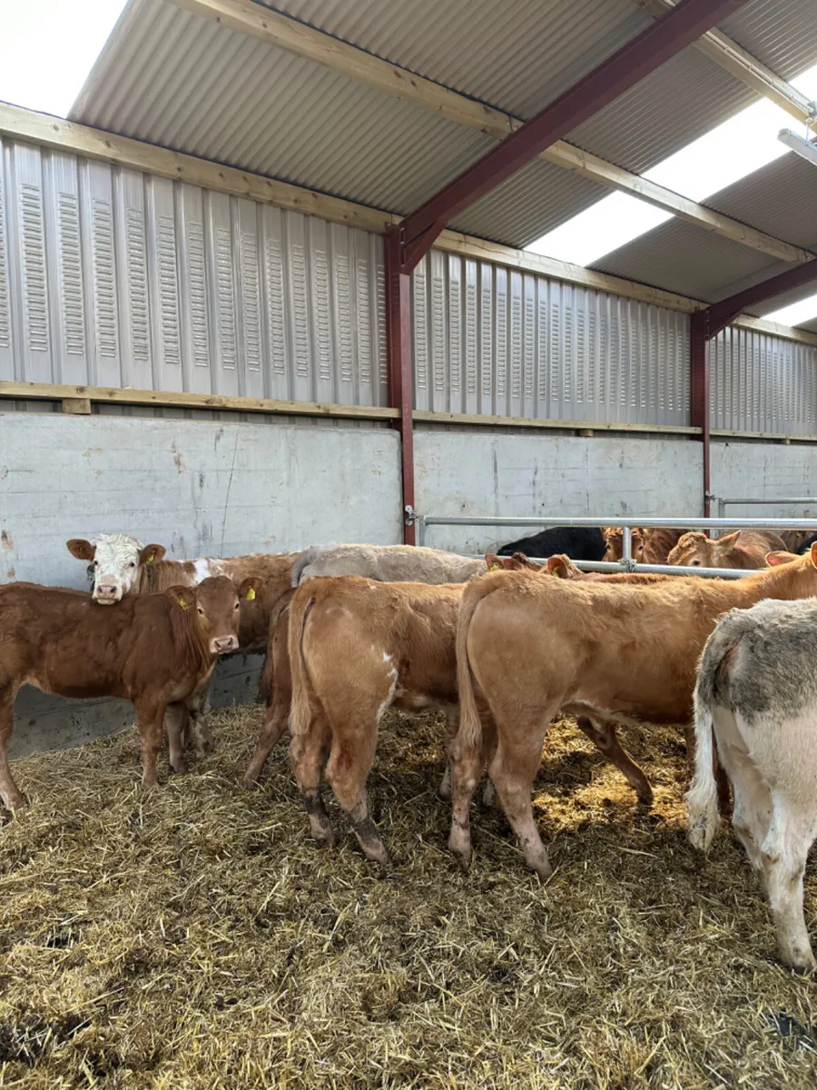 Charolais and lim heifers - Image 1