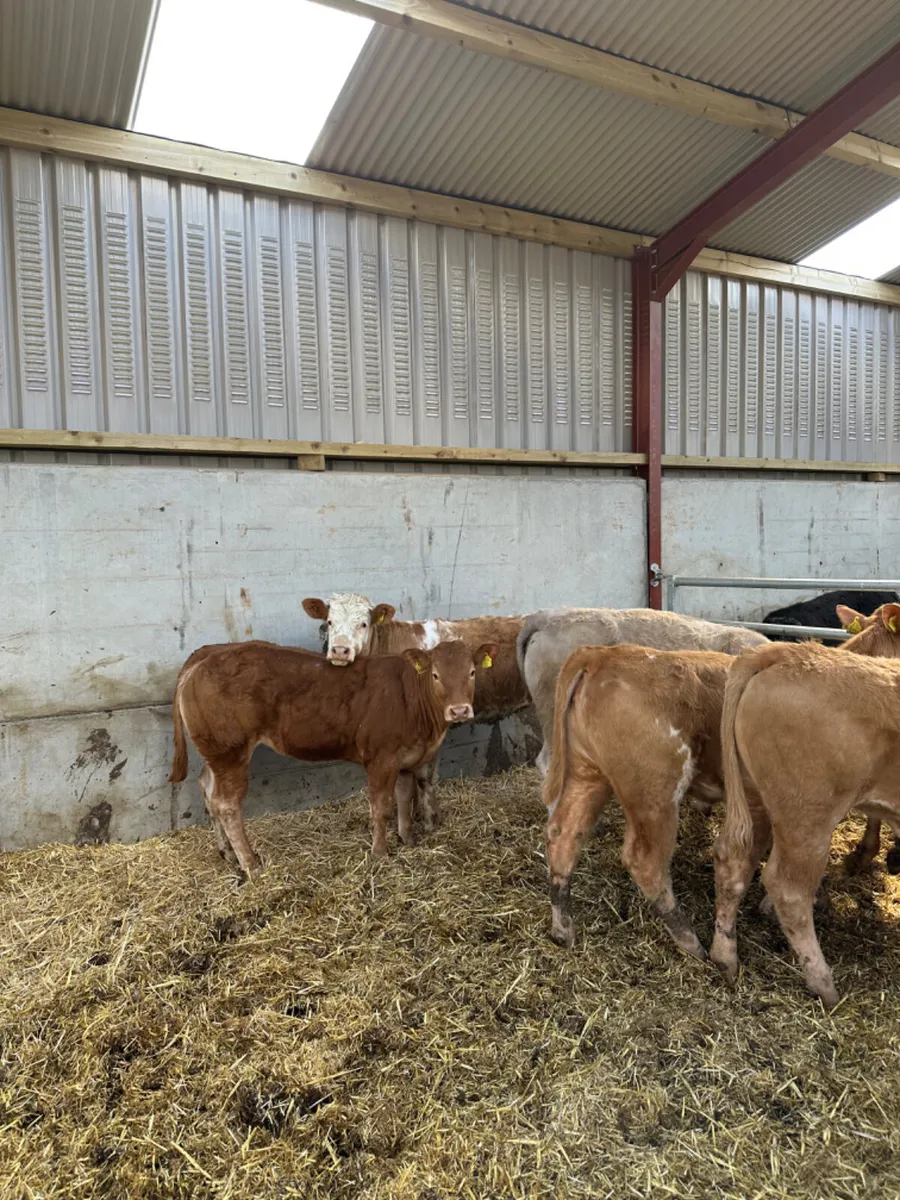 Charolais and lim heifers - Image 3