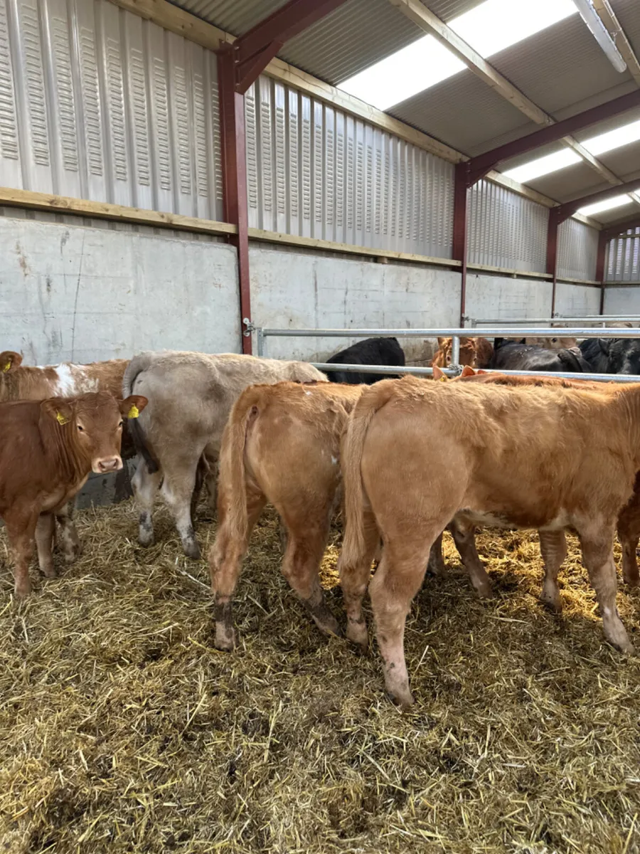Charolais and lim heifers - Image 2