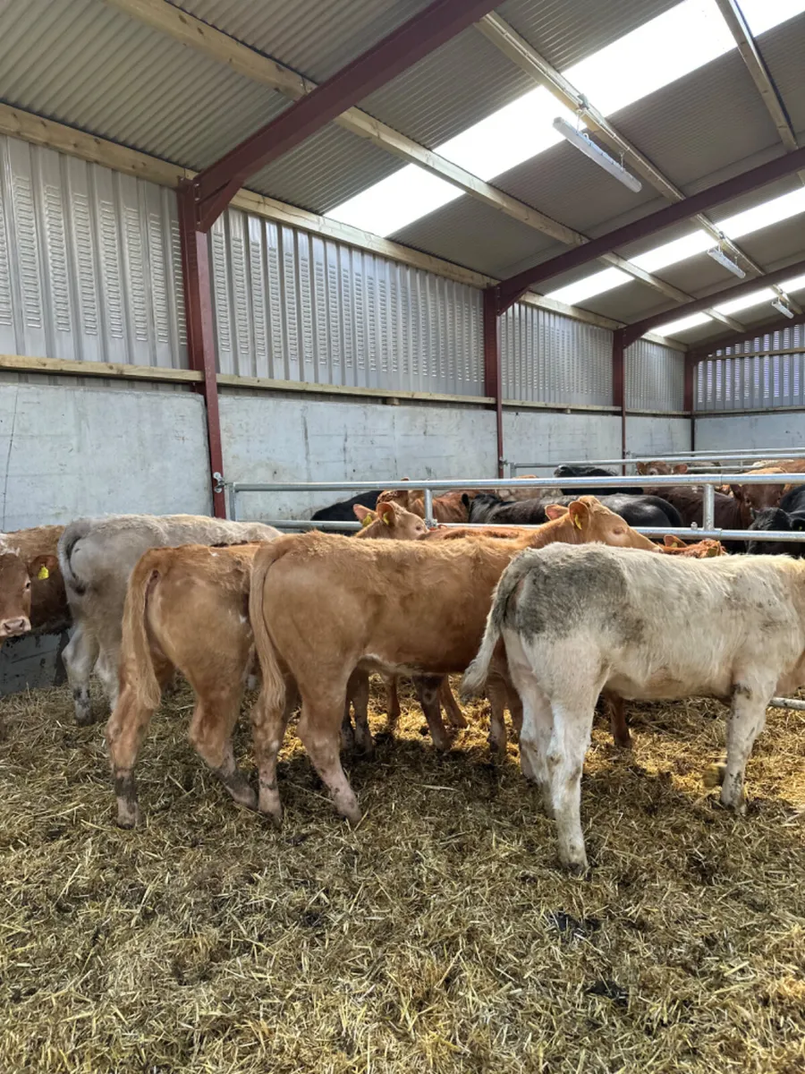 Charolais and lim heifers - Image 4