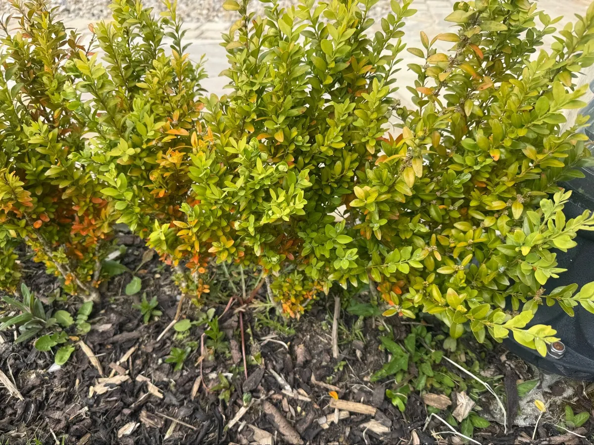 Hedging - Image 1