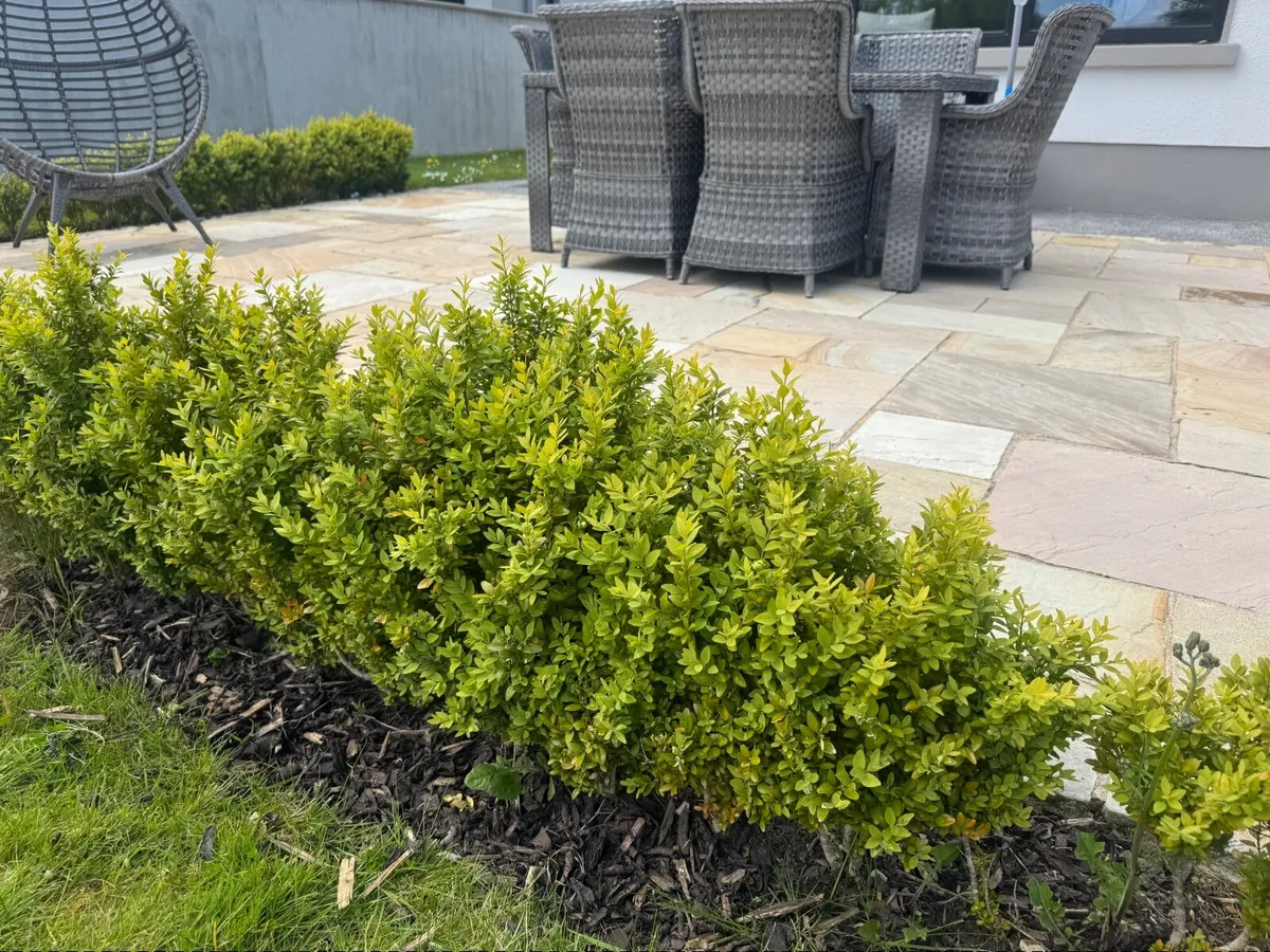 Hedging - Image 2