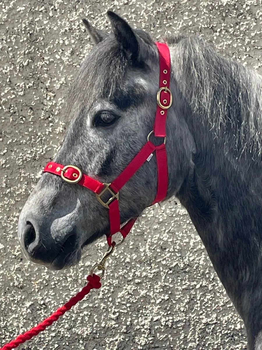 Ponies - Image 2