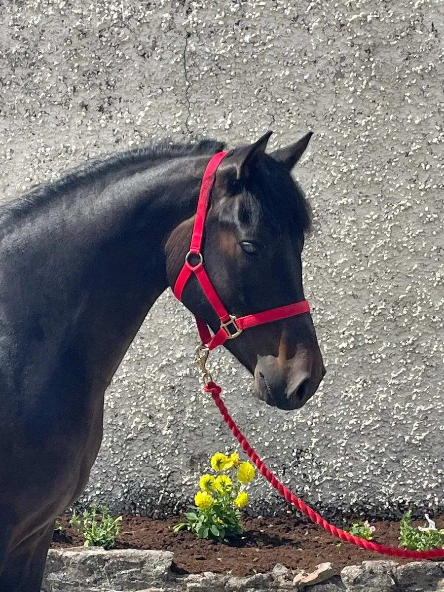 Ponies - Image 4