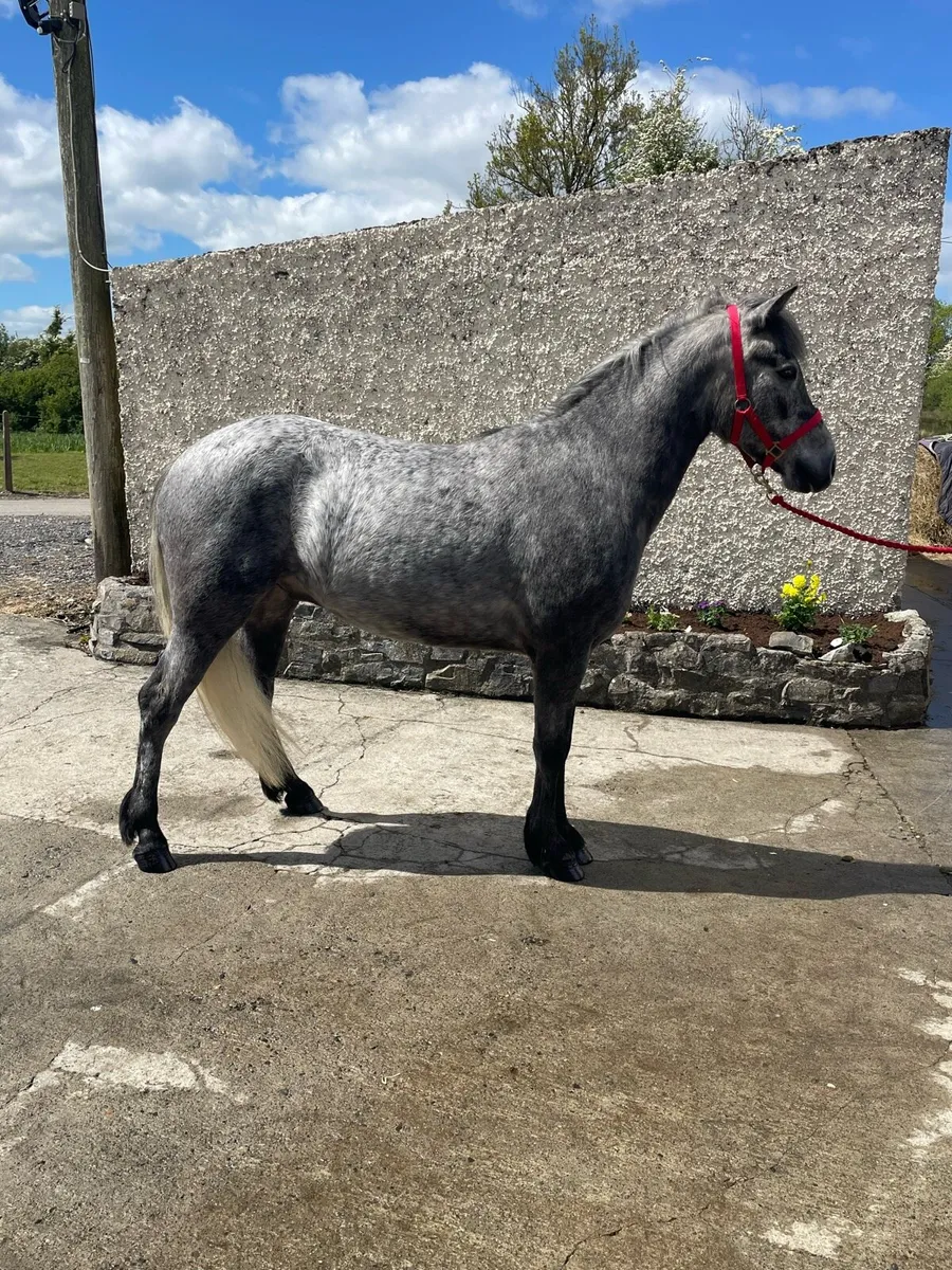 Ponies - Image 1