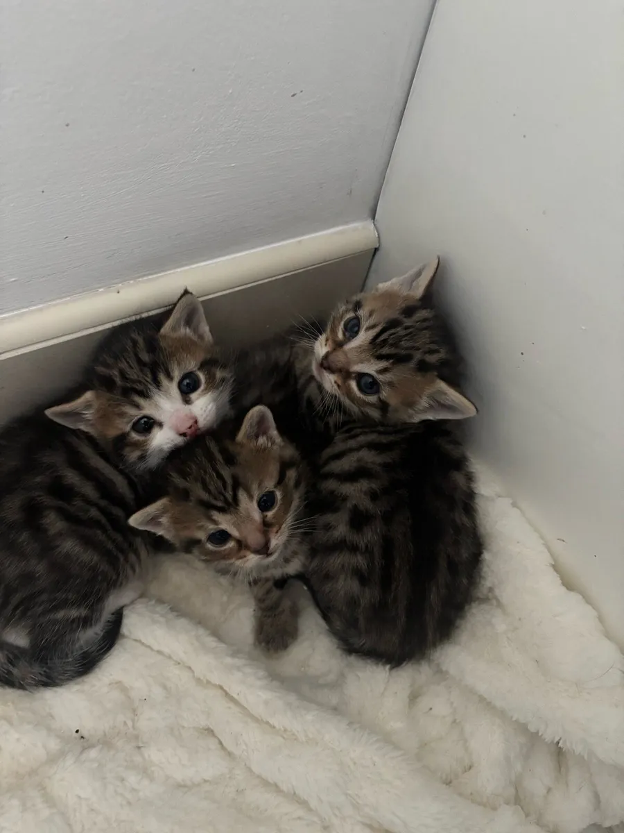 Kittens