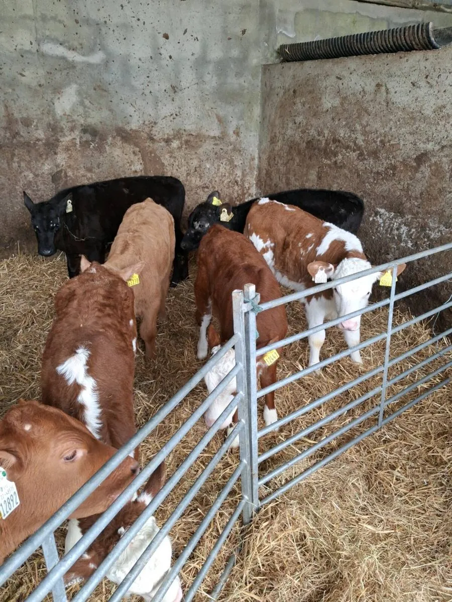 CALVES ALL BREEDS ,HEIFERS, BULLS, ALL AGES. - Image 4
