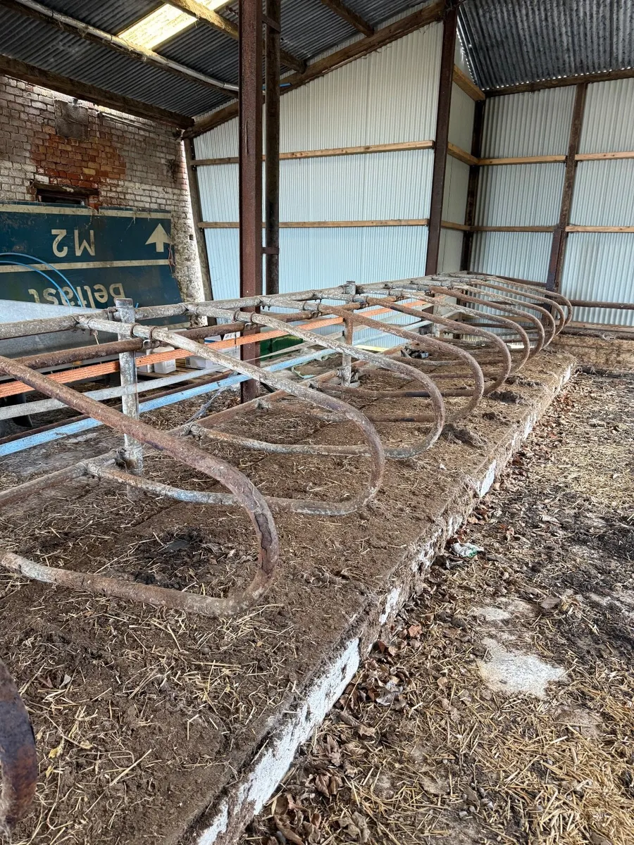 Calf/Heifer Cubicles - Image 3