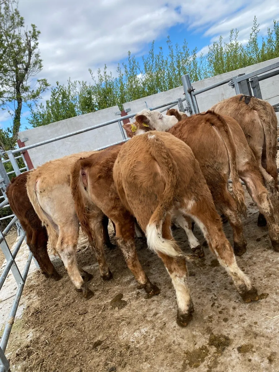 8 super suckler bred heifer weanlings - Image 1