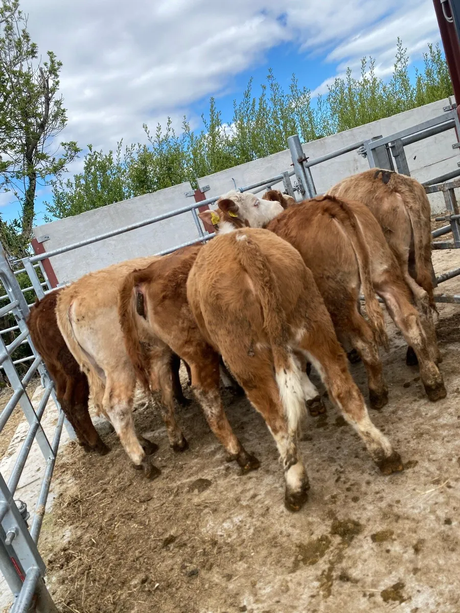 8 super suckler bred heifer weanlings - Image 2