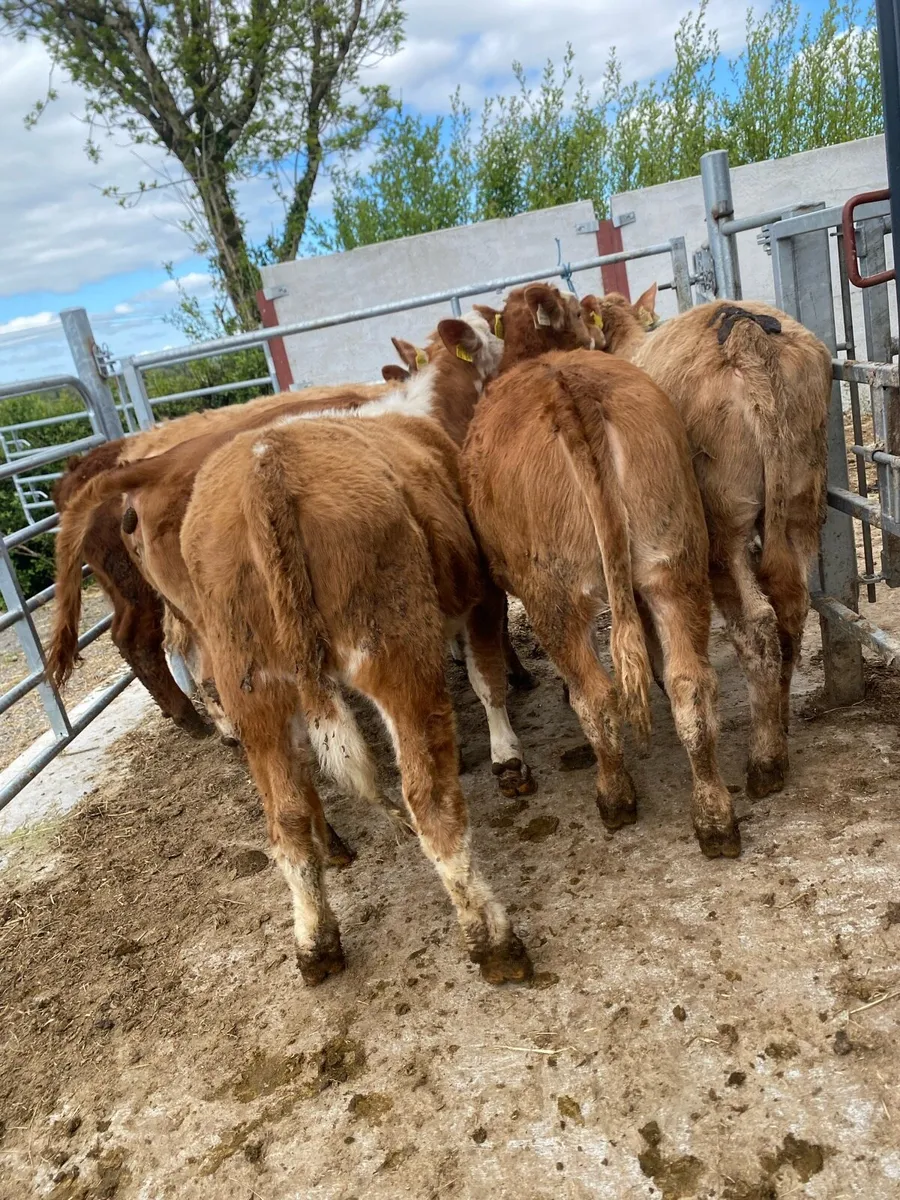 8 super suckler bred heifer weanlings - Image 3