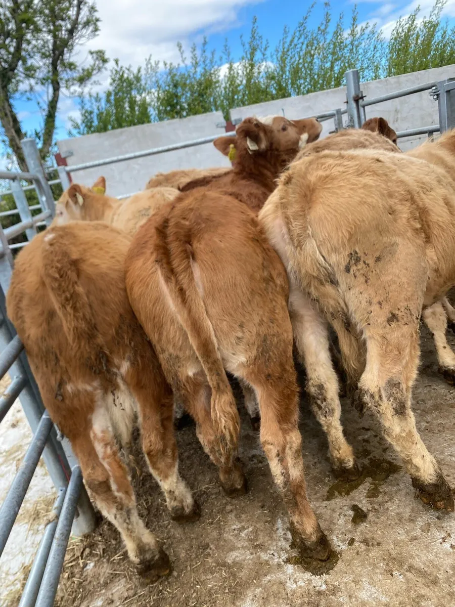 8 super suckler bred heifer weanlings - Image 4