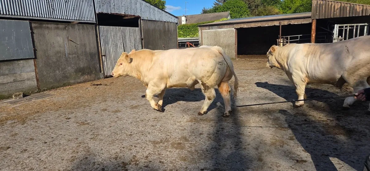 Charolais bull - Image 4