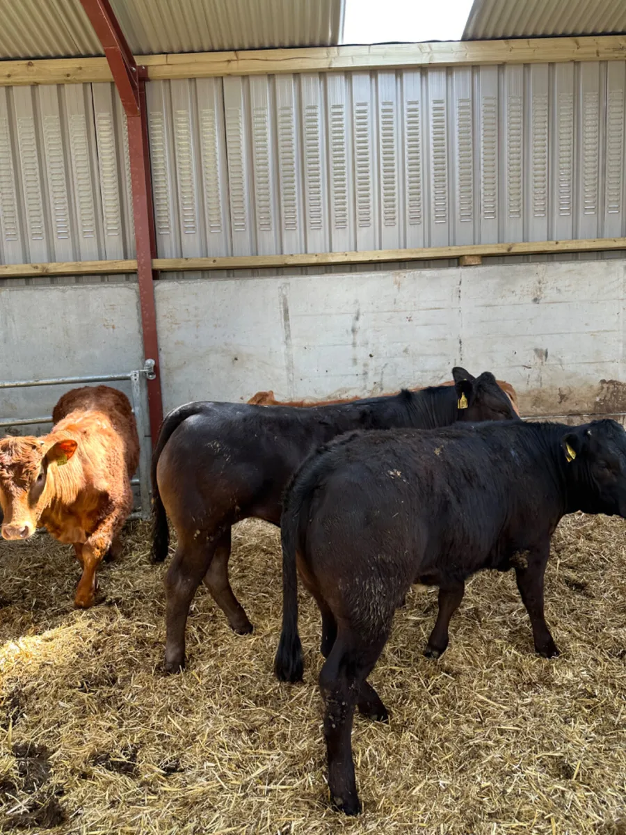Lim heifers - Image 4