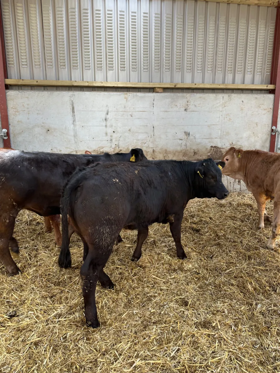 Lim heifers - Image 2