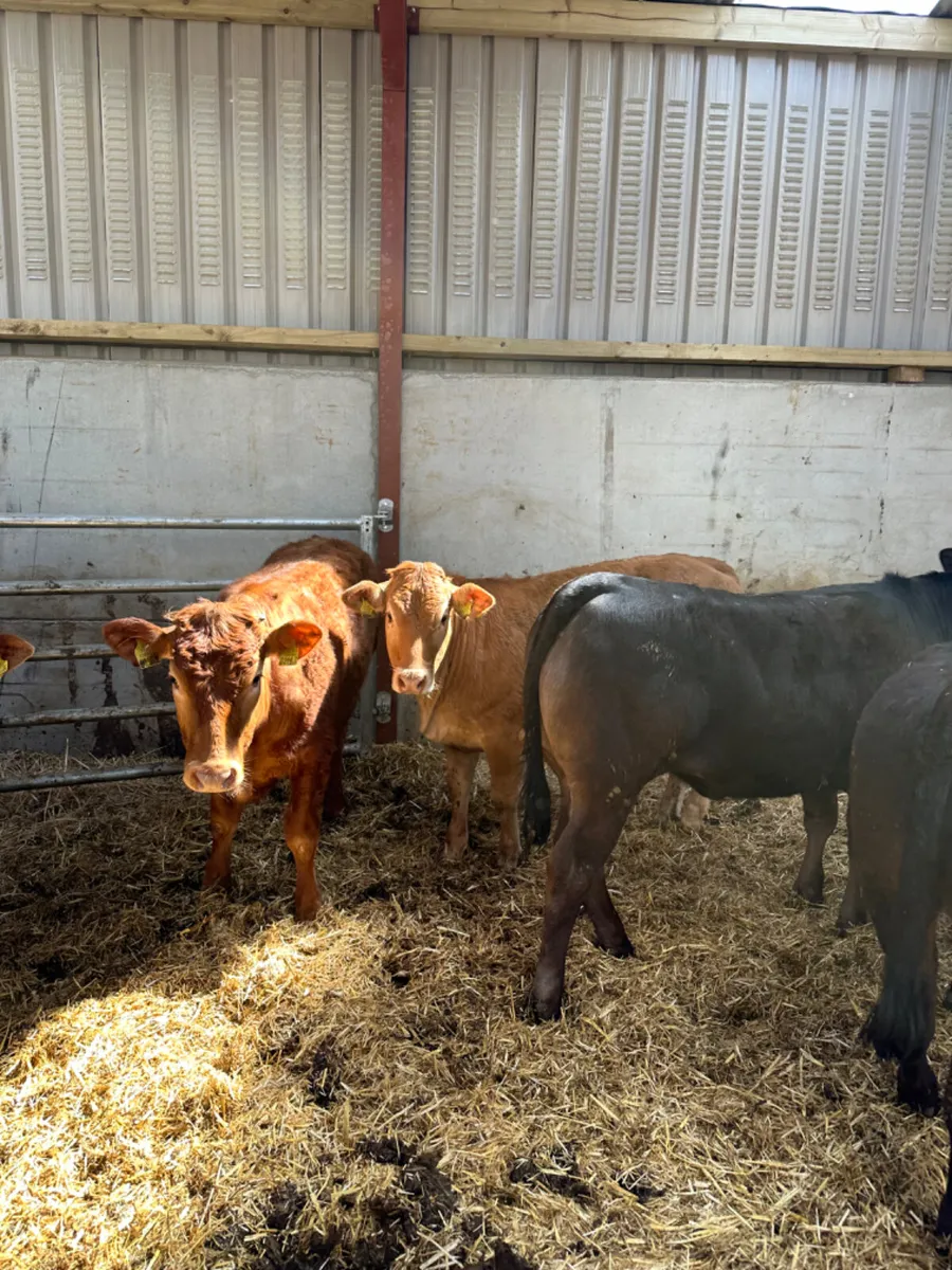 Lim heifers - Image 3