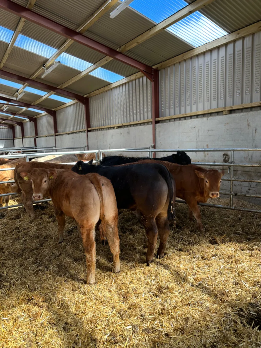 Lim heifers - Image 1
