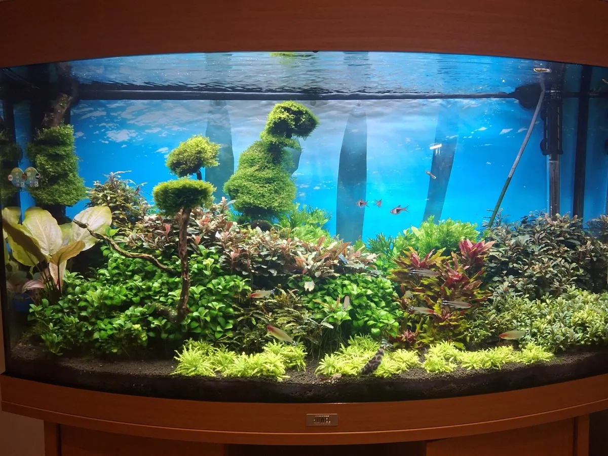 Aquarium with fishes and live plants - Image 1