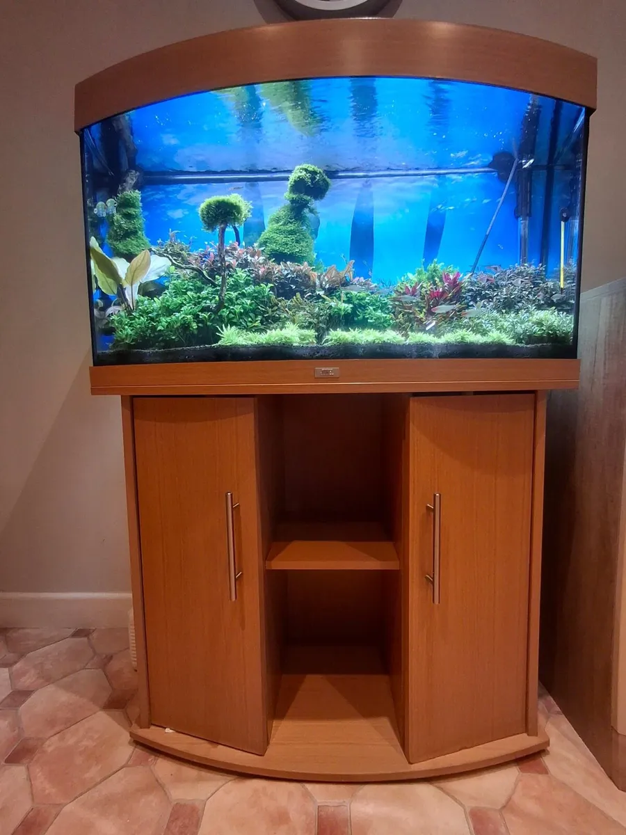 Aquarium with fishes and live plants - Image 2