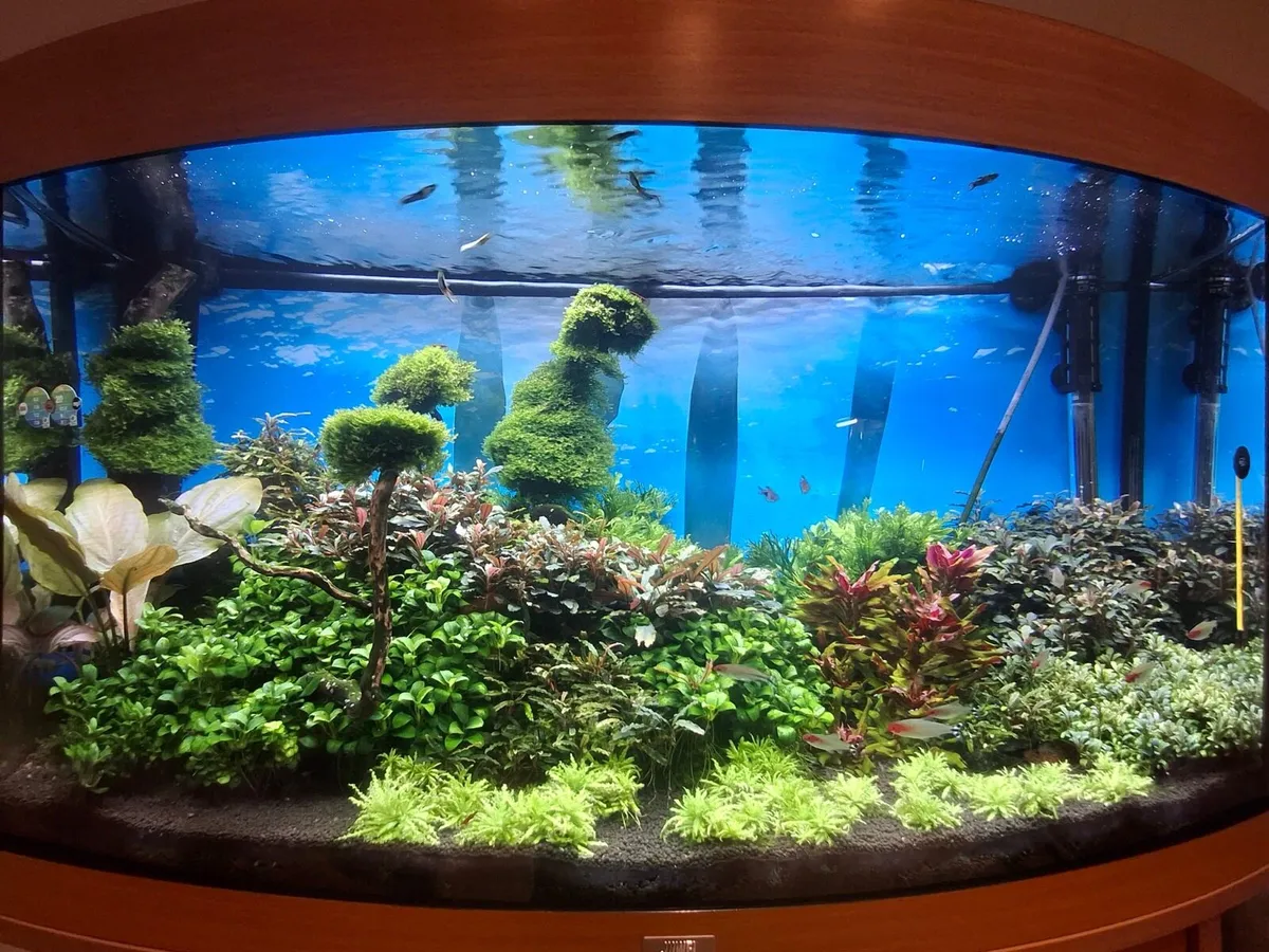 Aquarium with fishes and live plants - Image 3