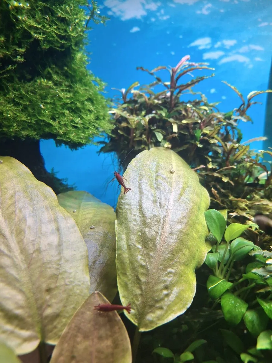 Aquarium with fishes and live plants - Image 4