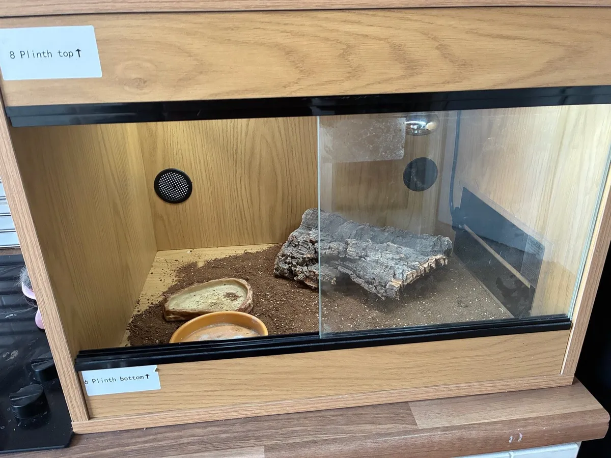 Tortoise Starter Kit - complete set up - Image 1