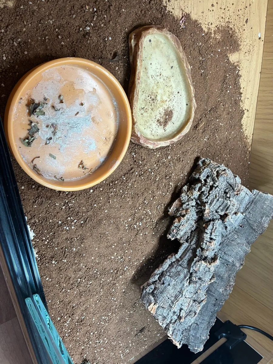 Tortoise Starter Kit - complete set up - Image 4