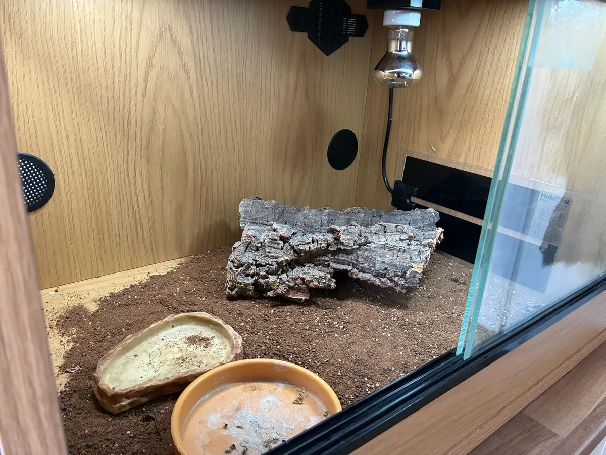 Tortoise Starter Kit - complete set up - Image 2