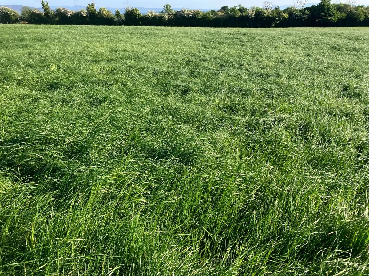 Grass for silage - Image 1