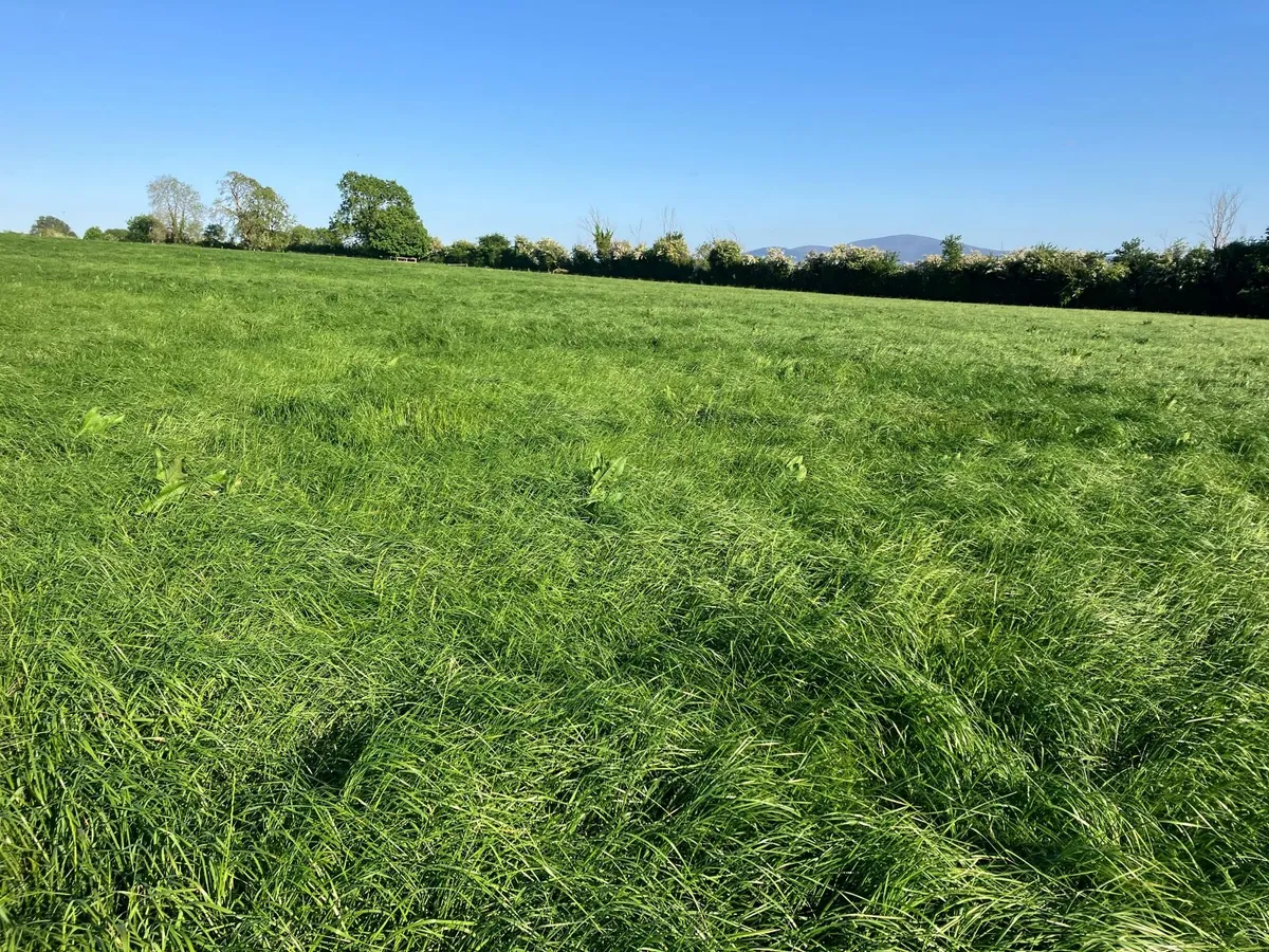 Grass for silage - Image 2