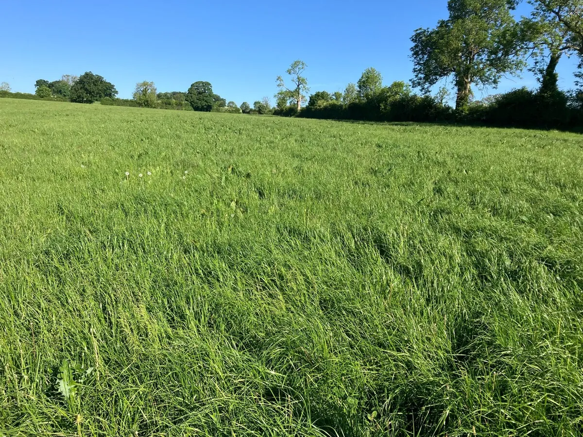 Grass for silage - Image 3