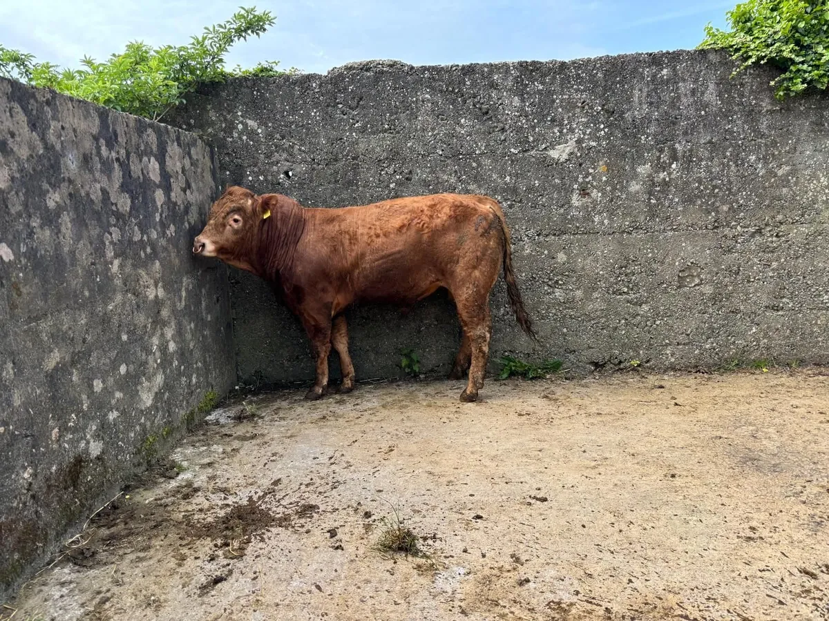 LIMOUSIN PBR BULL - Image 3
