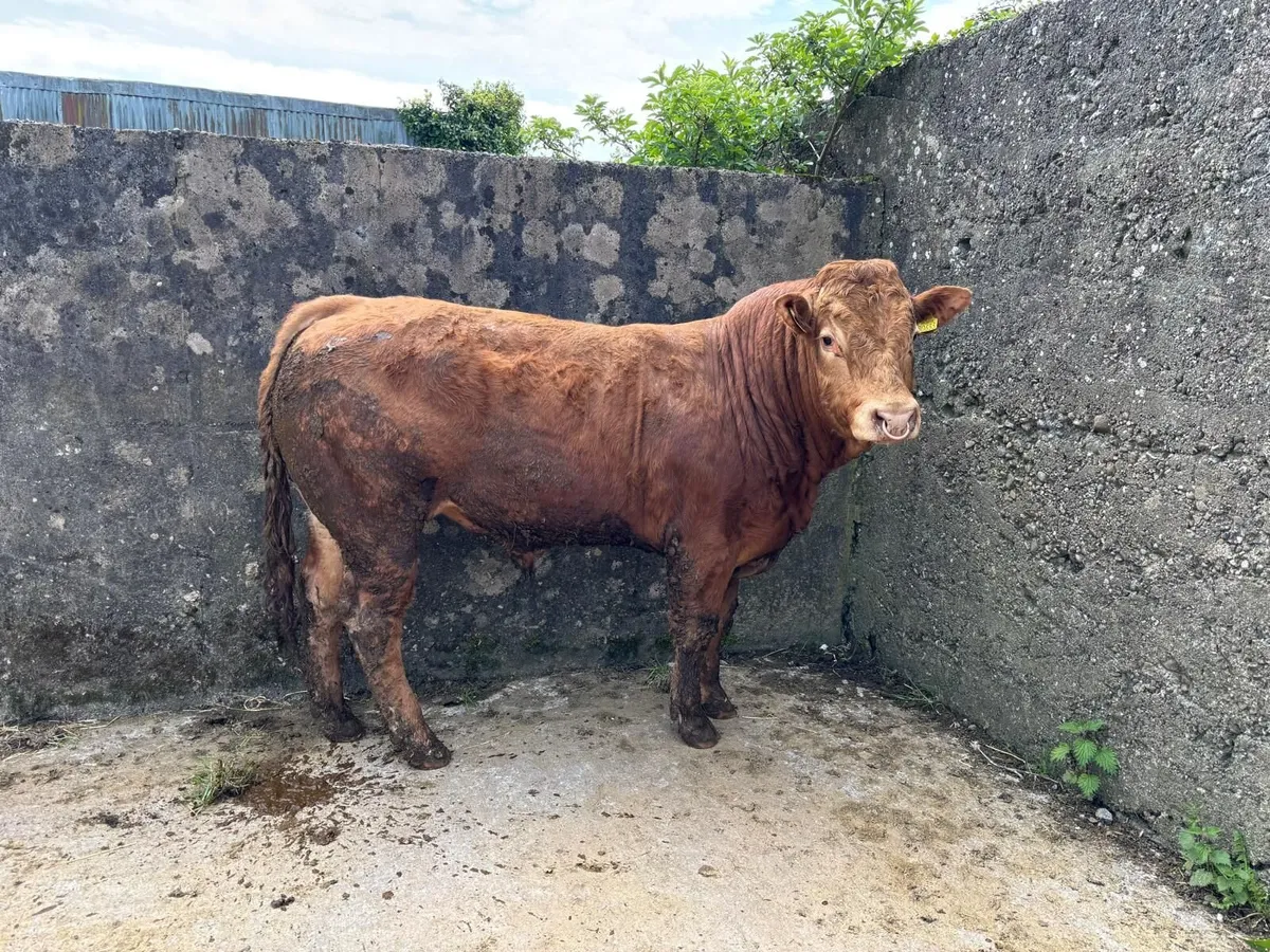 LIMOUSIN PBR BULL - Image 2