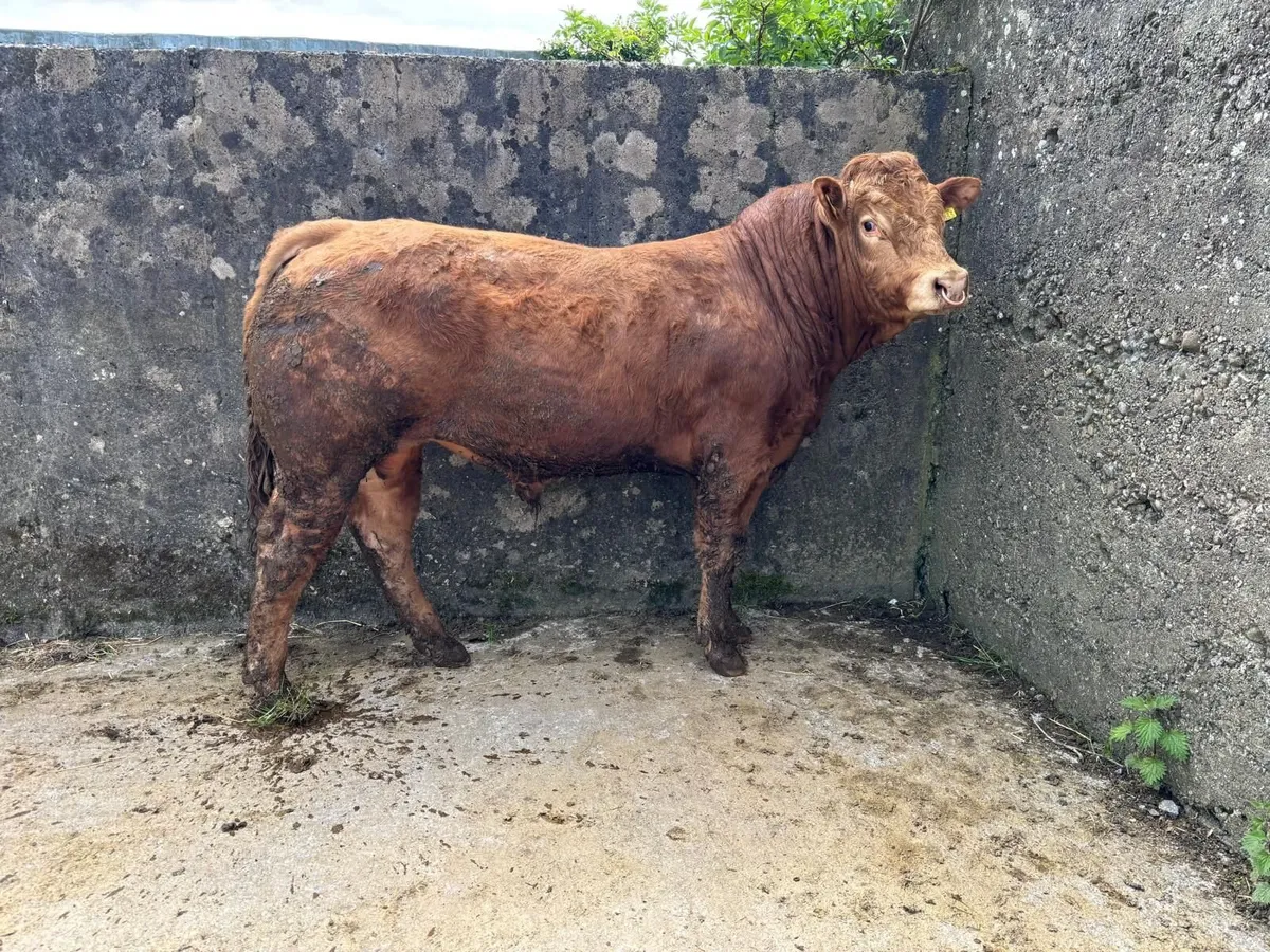 LIMOUSIN PBR BULL - Image 4