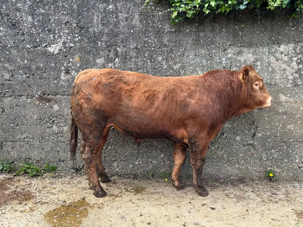 LIMOUSIN PBR BULL - Image 1