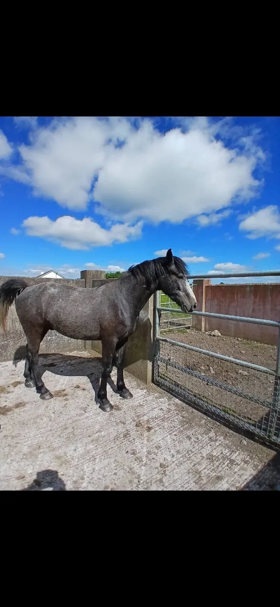 Pony - Image 1