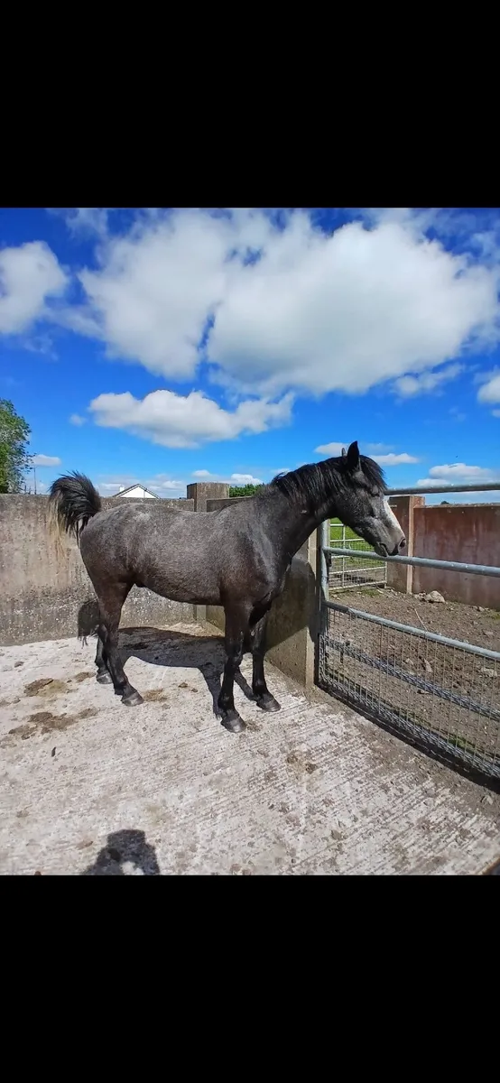 Pony - Image 2