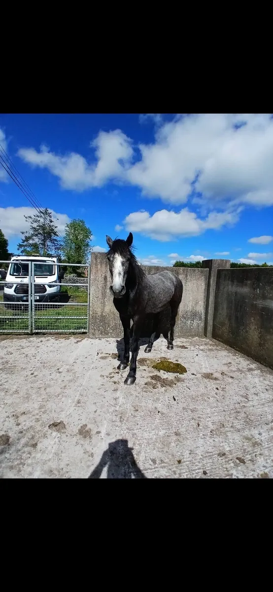 Pony - Image 3